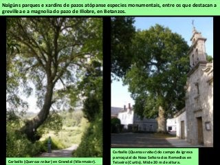 Carballo (Quercus robur) do campo da igrexa
parroquial da Nosa Señora dos Remedios en
Teixeiro (Curtis). Mide 20 m de altura.
Nalgúns parques e xardíns de pazos atópanse especies monumentais, entre os que destacan a
grevillea e a magnolia do pazo de Illobre, en Betanzos.
Carballo (Quercus robur) en Grandal (Vilarmaior).
 