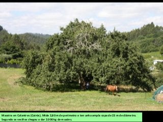 Maceira en Colantres (Coirós). Mide 2,80 m de perímetro e ten unha ampla copa de 23 m de diámetro.
Segundo os veciños chegou a dar 2.000 kg de mazáns.
 