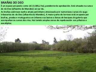 BRAÑAS DO DEO
É un espazo proposto como LIC (3.385,2 ha), pendente de aprobación. Está situado na cunca
do río Deo (afluente do Mandeo) ao sur da.
As brañas aséntase nunha ampla penichaira atravesada por numerosos cursos de auga
tributarios do do Deo (afluente do Mandeo). A maior parte do terreoo está ocupado por
brañas, prados e matogueira con árbores nas beiras e faixas de bosques de galería que
acompañan os cursos dos ríos. Hai tamén amplas zonas de repoboación con piñeiros e
eucaliptos.
 