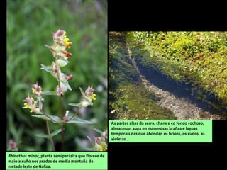 Rhinathus minor, planta semiparásita que florece de
maio a xuño nos prados de media montaña da
metade leste de Galiza.
As partes altas da serra, chans e co fondo rochoso,
almacenan auga en numerosas brañas e lagoas
temporais nas que abondan os brións, os xunos, as
violetas…
 