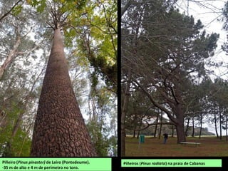 Piñeiros (Pinus radiata) na praia de CabanasPiñeiro (Pinus pinaster) de Leiro (Pontedeume).
-35 m de alto e 4 m de perímetro no toro.
 