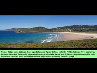 Praia do Rodo e punta Gabeiras, desde a punta Corveira. A praia do Rodo en Pantín (Valdoviño) mide 950 m e conserva,
detrás do sistema de dunas, unha lagoa case totalmente colmatada. Na marisma de Pantín atópanse as camariñas máis
norteñas de Galiza e a herba becerra (Antirrhinum majus subsp. linkianum), única cita galega.
 