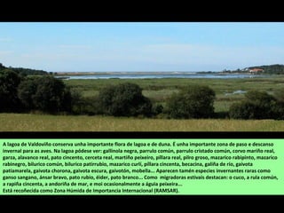 A lagoa de Valdoviño conserva unha importante flora de lagoa e de duna. É unha importante zona de paso e descanso
invernal para as aves. Na lagoa pódese ver: gallinola negra, parrulo común, parrulo cristado común, corvo mariño real,
garza, alavanco real, pato cincento, cerceta real, martiño peixeiro, píllara real, pilro groso, mazarico rabipinto, mazarico
rabinegro, bilurico común, bilurico patirrubio, mazarico curlí, píllara cincenta, becacina, galiña de río, gaivota
patiamarela, gaivota chorona, gaivota escura, gaivotón, mobella... Aparecen tamén especies invernantes raras como
ganso sangano, ánsar bravo, pato rubio, éider, pato branco... Como migradoras estivais destacan: o cuco, a rula común,
a rapiña cincenta, a andoriña de mar, e moi ocasionalmente a águia peixeira...
Está recoñecida como Zona Húmida de Importancia Internacional (RAMSAR).
 