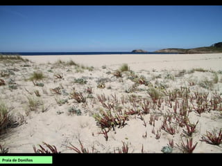 Praia de Doniños
 