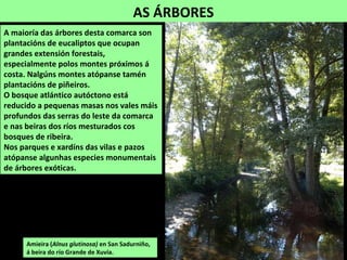 AS ÁRBORES
Amieira (Alnus glutinosa) en San Sadurniño,
á beira do río Grande de Xuvia.
A maioría das árbores desta comarca son
plantacións de eucaliptos que ocupan
grandes extensión forestais,
especialmente polos montes próximos á
costa. Nalgúns montes atópanse tamén
plantacións de piñeiros.
O bosque atlántico autóctono está
reducido a pequenas masas nos vales máis
profundos das serras do leste da comarca
e nas beiras dos ríos mesturados cos
bosques de ribeira.
Nos parques e xardíns das vilas e pazos
atópanse algunhas especies monumentais
de árbores exóticas.
 