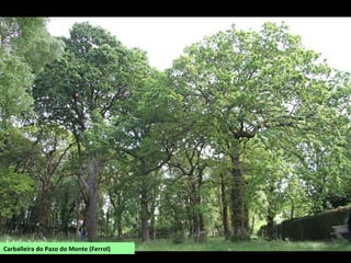 Carballeira do Pazo do Monte (Ferrol)
 