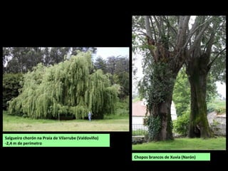 Chopos brancos de Xuvia (Narón)
Salgueiro chorón na Praia de Vilarrube (Valdoviño)
-2,4 m de perímetro
 