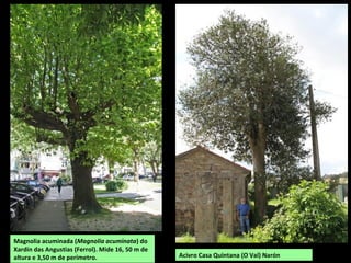 Magnolia acuminada (Magnolia acuminata) do
Xardín das Angustias (Ferrol). Mide 16, 50 m de
altura e 3,50 m de perímetro. Acivro Casa Quintana (O Val) Narón
 