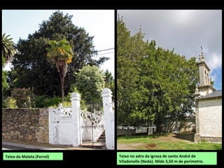 Teixo no adro da igrexa de santo André de
Viladonelle (Neda). Mide 3,50 m de perímetro.
Teixo da Malata (Ferrol)
 