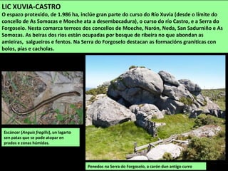 Penedos na Serra do Forgoselo, a carón dun antigo curro
LIC XUVIA-CASTRO
O espazo protexido, de 1.986 ha, inclúe gran parte do curso do Río Xuvia (desde o límite do
concello de As Somozas e Moeche ata a desembocadura), o curso do río Castro, e a Serra do
Forgoselo. Nesta comarca terreos dos concellos de Moeche, Narón, Neda, San Sadurniño e As
Somozas. As beiras dos ríos están ocupadas por bosque de ribeira no que abondan as
amieiras, salgueiros e fentos. Na Serra do Forgoselo destacan as formacións graníticas con
bolos, pías e cacholas.
Escáncer (Anguis fragilis), un lagarto
sen patas que se pode atopar en
prados e zonas húmidas.
 