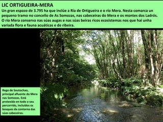 Rego de Soutochao,
principal afluente do Mera
nas Somozas. Está
protexido en todo o seu
percorrido, incluídos os
bosques da contorna das
súas cabeceiras.
LIC ORTIGUEIRA-MERA
Un gran espazo de 3.795 ha que inclúe a Ría de Ortigueira e o río Mera. Nesta comarca un
pequeno tramo no concello de As Somozas, nas cabeceiras do Mera e os montes dos Ladrós.
O río Mera conserva nas súas augas e nas súas beiras ricos ecosistemas nos que hai unha
variada flora e fauna acuáticas e de ribeira.
 