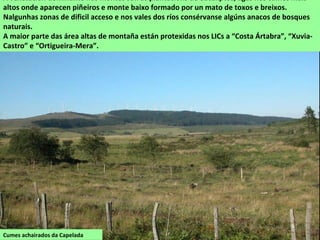 Cumes achairados da Capelada
A vexetación dominante nos montes son as plantacións de eucaliptos, agás nos cumes máis
altos onde aparecen piñeiros e monte baixo formado por un mato de toxos e breixos.
Nalgunhas zonas de dificil acceso e nos vales dos ríos consérvanse algúns anacos de bosques
naturais.
A maior parte das área altas de montaña están protexidas nos LICs a “Costa Ártabra”, “Xuvia-
Castro” e “Ortigueira-Mera”.
 