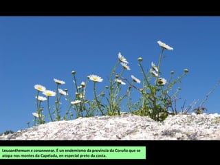 Leucanthemum x corunnense. É un endemismo da provincia da Coruña que se
atopa nos montes da Capelada, en especial preto da costa.
 