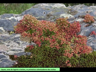 Liques, uvas de lagarto e brións, os primeiros colonizadores das rochas
 