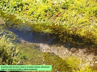 As partes altas da serra, chans e co fondo rochoso, almacenan
auga en numerosas brañas e lagoas temporais
 