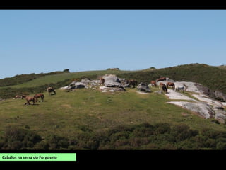 Cabalos na serra do Forgoselo
 