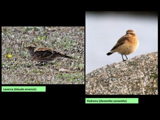 Laverca (Alauda arvensis)
Pedreiro (Oenanthe oenanthe)
 