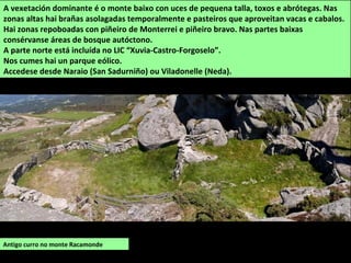 Antigo curro no monte Racamonde
A vexetación dominante é o monte baixo con uces de pequena talla, toxos e abrótegas. Nas
zonas altas hai brañas asolagadas temporalmente e pasteiros que aproveitan vacas e cabalos.
Hai zonas repoboadas con piñeiro de Monterrei e piñeiro bravo. Nas partes baixas
consérvanse áreas de bosque autóctono.
A parte norte está incluída no LIC “Xuvia-Castro-Forgoselo”.
Nos cumes hai un parque eólico.
Accedese desde Naraio (San Sadurniño) ou Viladonelle (Neda).
 