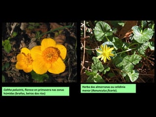 Caltha palustris, florece en primavera nas zonas
húmidas (brañas, beiras dos ríos)
Herba das almorranas ou celidinia
menor (Ranunculus ficaria).
 