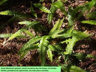 Fento (Blechnum spicant), común nas beiras dos ríos limpos. As frondes
fértiles, portadoras de esporanxios, son máis altas e estreitas
 