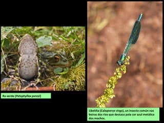 Libeliña (Calopteryx virgo), un insecto común nas
beiras dos ríos que destaca pola cor azul metálica
dos machos.
Ra verde (Pelophyllax perezi)
 