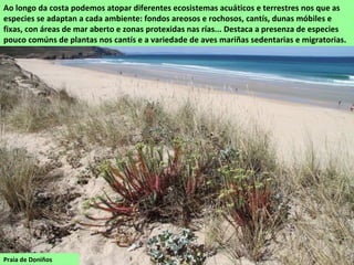 Praia de Doniños
Ao longo da costa podemos atopar diferentes ecosistemas acuáticos e terrestres nos que as
especies se adaptan a cada ambiente: fondos areosos e rochosos, cantís, dunas móbiles e
fixas, con áreas de mar aberto e zonas protexidas nas rías... Destaca a presenza de especies
pouco comúns de plantas nos cantís e a variedade de aves mariñas sedentarias e migratorias.
 