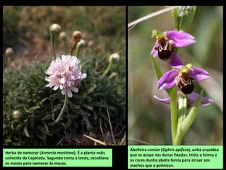 Herba de namorar (Armeria maritima). É a planta máis
coñecida da Capelada. Segundo conta a lenda, recollíana
os mozos para namorar ás mozas.
Abelleira común (Ophris apifera), unha orquídea
que se atopa nas dunas fixadas. Imita a forma e
as cores dunha abella femia para atraer aos
machos que a polinizan.
 