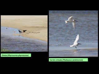 Choias (Phyrrocorax phyrrocorax)
Carrán cristado (Thalasseus sandvicensis)
 
