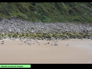Gaivotas na praia de Campelo
 