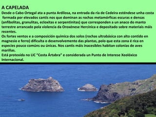 A CAPELADA
Desde o Cabo Ortegal ata a punta Ardilosa, na entrada da ría de Cedeira esténdese unha costa
formada por elevados cantís nos que dominan as rochas metamórficas escuras e densas
(anfibolitas, granulitas, ecloxitas e serpentinitas) que corresponden a un anaco do manto
terrestre arrancado pola violencia da Oroxénese Hercínica e depositado sobre materiais máis
recentes.
Os fortes ventos e a composición química dos solos (rochas ultrabásica con alto contido en
magnesio e ferro) dificulta o desenvolvemento das plantas, polo que esta zona é rica en
especies pouco comúns ou únicas. Nos cantis máis inacesibles habitan colonias de aves
mariñas.
Está protexida no LIC “Costa Ártabra” e considerada un Punto de Interese Xeolóxico
Internacional.
 