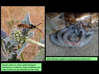 Véspora sobre un cardo mariño (Eryngium
maritimum). As vésporas visitan as plantas para
cazar insectos cos que alimentan ás súas crías.
Polbo (Octopus vulgaris), nunha poza dos cantís de Foz
 