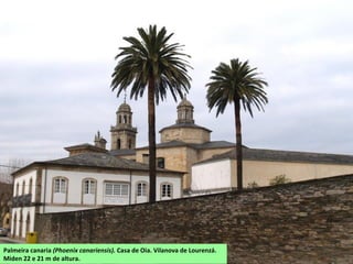 Palmeira canaria (Phoenix canariensis). Casa de Oia. Vilanova de Lourenzá.
Miden 22 e 21 m de altura.
 