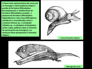 A fauna máis representativa das covas son
os morcegos e nesta podemos atopar o
grande de ferradura (Rhinolophus
ferrumequinum), o mediterráneo de
ferradura (Rhinolophus euryale), o
pequeno de ferradura (Rhinolophus
hipposideros) e o das covas (Miniopterus
acheibersi). e invertebrados como o
crustáceo Oniscus sp., o miríapodo
Lithobius sp., o coleóptero Antisphodrus
pelaus subsp. gallaecus (que se alimenta
de excrementos de morcegos), e os
moluscos Elona quimperiana e Pomatias
elegans...
Caracol Pomatias elegans
Morcego das covas
 
