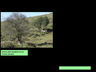 Acivros (Ilex aquifolium) nos
montes do Buio
 