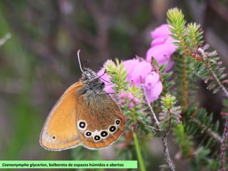 Coenonympha glycerion, bolboreta de espazos húmidos e abertos
 