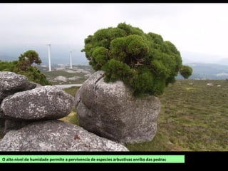 O alto nivel de humidade permite a pervivencia de especies arbustivas enriba das pedras
 