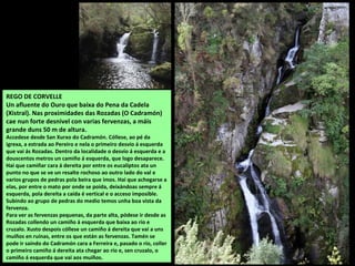 REGO DE CORVELLE
Un afluente do Ouro que baixa do Pena da Cadela
(Xistral). Nas proximidades das Rozadas (O Cadramón)
cae nun forte desnivel con varias fervenzas, a máis
grande duns 50 m de altura.
Accedese desde San Xurxo do Cadramón. Cóllese, ao pé da
igrexa, a estrada ao Pereiro e nela o primeiro desvío á esquerda
que vai ás Rozadas. Dentro da localidade o desvío á esquerda e a
douscentos metros un camiño á esquerda, que logo desaparece.
Hai que camiñar cara á dereita por entre os eucaliptos ata un
punto no que se ve un resalte rochoso ao outro lado do val e
varios grupos de pedras pola beira que imos. Hai que achegarse a
elas, por entre o mato por onde se poida, deixándoas sempre á
esquerda, pola dereita a caída é vertical e o acceso imposible.
Subindo ao grupo de pedras do medio temos unha boa vista da
fervenza.
Para ver as fervenzas pequenas, da parte alta, pódese ir desde as
Rozadas collendo un camiño á esquerda que baixa ao río e
cruzalo. Xusto despois cóllese un camiño á dereita que vai a uns
muíños en ruínas, entre os que están as fervenzas. Tamén se
pode ir saíndo do Cadramón cara a Ferreira e, pasado o río, coller
o primeiro camiño á dereita ata chegar ao río e, sen cruzalo, o
camiño á esquerda que vai aos muíños.
 