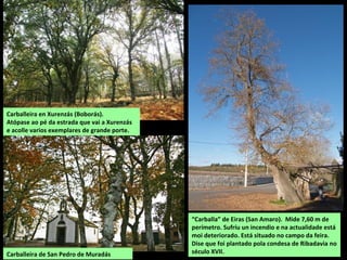 Carballeira en Xurenzás (Boborás).
Atópase ao pé da estrada que vai a Xurenzás
e acolle varios exemplares de grande porte.
“Carballa” de Eiras (San Amaro). Mide 7,60 m de
perímetro. Sufríu un incendio e na actualidade está
moi deteriorado. Está situado no campo da feira.
Dise que foi plantado pola condesa de Ribadavia no
século XVII.Carballeira de San Pedro de Muradás
 