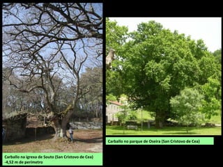 Carballo no parque de Oseira (San Cristovo de Cea)
Carballo na igrexa de Souto (San Cristovo de Cea)
-4,52 m de perímetro
 