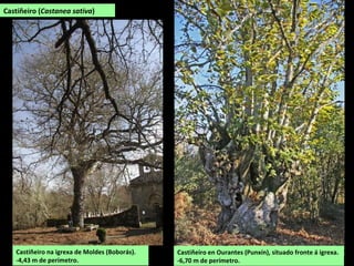 Castiñeiro en Ourantes (Punxín), situado fronte á igrexa.
-6,70 m de perímetro.
Castiñeiro (Castanea sativa)
Castiñeiro na igrexa de Moldes (Boborás).
-4,43 m de perímetro.
 