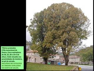 Tilleiras prateadas
(Tilia tomentosa) de
Oseira. Cinco exemplares
de 26, 23, 20 e 19 m de
altura. Están situados nas
proximidades do mosteiro,
ao pé da estrada.
INCLUÍDAS NO CATÁLOGO
DE ÁRBORES SENLLEIRAS
DA XUNTA DE GALIZA.
 