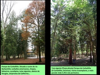 Parque do Carballiño. Situado a carón do río
Barbantiño: carballos americanos, chopos,
bidueiros, eucaliptos, tuias xigantes, abetos de
Douglas, alciprestes de California...
Tuia xigante (Thuja plicata) Parque do Carballiño
(O Carballiño, Ourense). Varios ecxemplares, a máis
grande mide 3,78 m de perímetro.
 