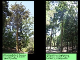 Alcipreste de California (Cupressus
macrocarpa) Parque do Carballiño
-4,20 m de perímetro.
Piñeiro de Oregón Douglasia verde
(Pseudotsuga menziesii). Parque do
Carballiño. -3,42 m de perímetro.
 