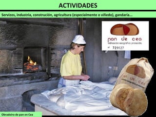 ACTIVIDADES
Servizos, industria, construción, agricultura (especialmente o viñedo), gandaría...
Obradoiro de pan en Cea
 