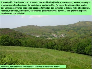 Poboadura, no Val de Oseira entre a serra da Martiñá e as estribacións do Faro
A vexetación dominante nos cumes é o mato atlántico (breixos, carqueixas, xestas, queirugas
e toxos) con algunhas áreas de pasteiros e as plantacións forestais de piñeiros. Nos fondos
dos vales consérvanse pequenos bosques formados por carballos (a árbore máis abundante),
rebolos, bidueiros, ameneiros, castiñeiros, pereiras bravas, acivros... Hai grandes espazos
repoboados con piñeiros.
 