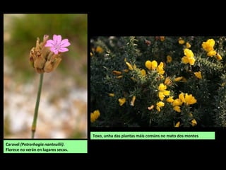 Caravel (Petrorhagia nanteuilii).
Florece no verán en lugares secos.
Toxo, unha das plantas máis comúns no mato dos montes
 