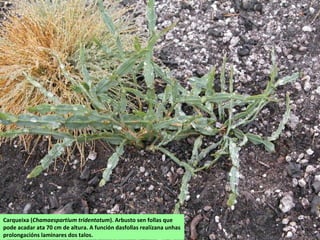 Carqueixa (Chamaespartium tridentatum). Arbusto sen follas que
pode acadar ata 70 cm de altura. A función dasfollas realízana unhas
prolongacións laminares dos talos.
 