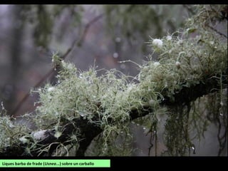 Liques barba de frade (Usnea...) sobre un carballo
 
