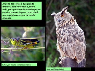 Saltón, un insecto común nos montes
A fauna das serras é dun grande
interese, pola variedade e, sobre
todo, pola presenza de especies pouco
comúns noutros lugares como o bufo
real, a gatafornela ou a tartaraña
cincenta.
Bufo real (Bubo bubo)
 