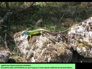 Lagarto das silveiras (Lacerta schreiberi).
Os machos teñen unha brillante cor azul na gorxa. É unha especie endémica do noroeste ibérico.
 